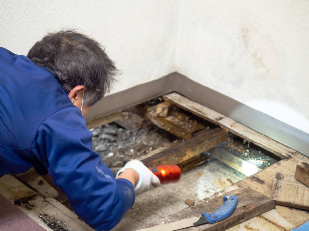 Best Attic Mold Removal  in Butler, PA