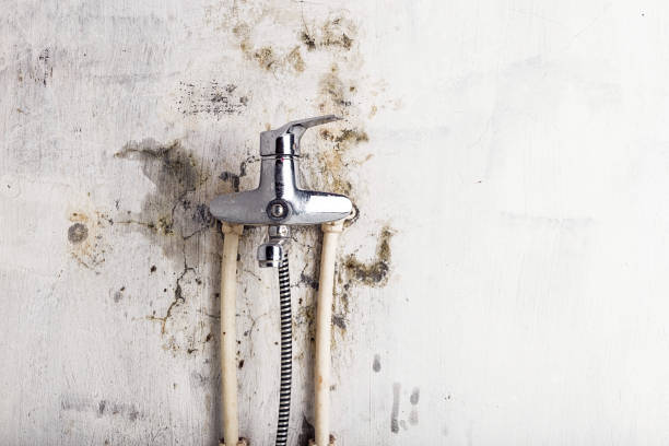 Best Professional Mold Removal  in Butler, PA