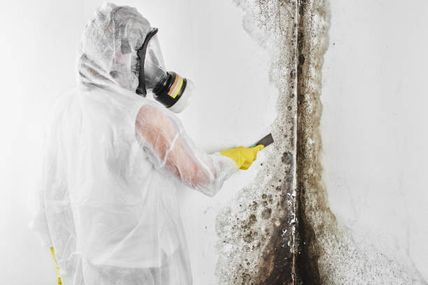 Best Residential Mold Removal  in Butler, PA