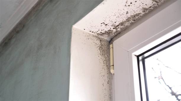 Best Affordable Mold Removal  in Butler, PA
