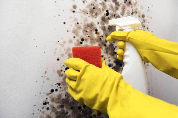 Best Mold Removal Specialists  in Butler, PA