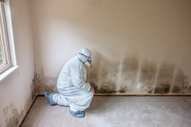 Professional Mold Removal in Butler, PA