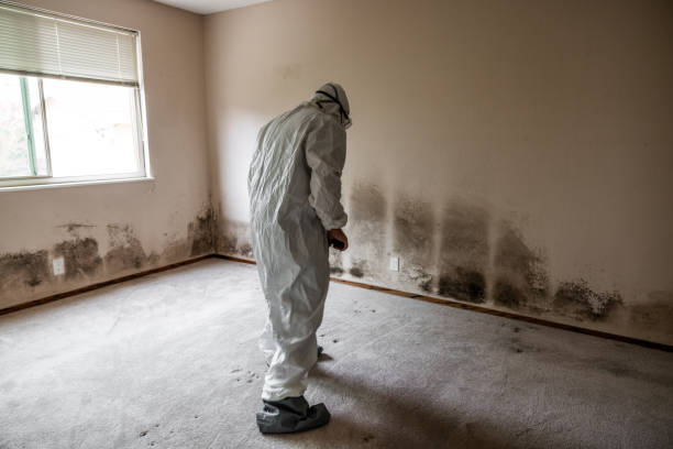 Best Certified Mold Removal  in Butler, PA
