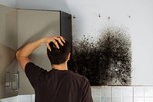 Best Mold Damage Repair  in Butler, PA